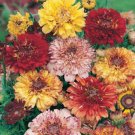 Painted Daisy Dunettmix Heirloom Chrysanthemum Perennial Nongmo 100 Seeds Fresh For Garden Painted Daisy Dunettmix Heirloom Chrysanthemum Perennial Nongmo 100 Seeds Fresh For Garden
