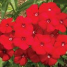 Red Phlox Annual Rock Gardens Heirloom Flower Pure Seed Nongmo 500 Seeds Fresh For Garden Red Phlox Annual Rock Gardens Heirloom Flower Pure Seed Nongmo 500 Seeds Fresh For Garden