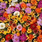 Monarch Butterfly Blend Mix With Milkweed Host Plant Heirloom Nongmo 1000 Seeds Fresh For Garden