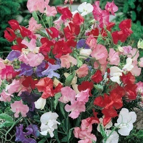 Sweet Pea Bijou Mix Dwarf Variety Lathyr Heirloom Fragrant Nongmo 50 Seeds Fresh For Garden
