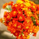 French Marigold Brocade Mix Dwarf Beneficial To Gardens Nongmo 100 Seeds Fresh For Garden French Marigold Brocade Mix Dwarf Beneficial To Gardens Nongmo 100 Seeds Fresh For Garden