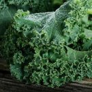 Kale Blue Curled Scotch Vates Heirloom Microgreens Healthy Nongmo 500 Seeds Fresh For Garden Kale Blue Curled Scotch Vates Heirloom Microgreens Healthy Nongmo 500 Seeds Fresh For Garden