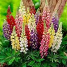 Rsell Lupine Minarette Dwarf Mixed Colors Perennial Lupin Nongmo 50 Seeds Fresh For Garden