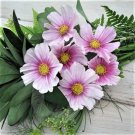 Cosmos Daydream Pastelpink Flowers 35 Tall New Hybrid Nongmo 200 Seeds Fresh For Garden