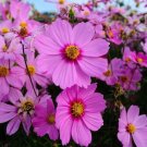 Cosmos Radiance Heirloom Mother Natures Seeds Pink Flowers Nongmo 200 Seeds Fresh For Garden