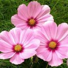 Cosmos Gloria 35’ Tall Huge Flower Blooms Magenta Center Nongmo 200 Seeds Fresh For Garden