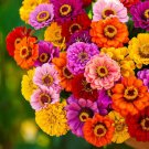 Zinnia California Giants Multicolored Pollinators Best Nongmo 200 Seeds Fresh For Garden