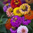 Zinnia Dwarf Button Box Heirloom Container Dainty 6 Colors Nongmo 200 Seeds Fresh For Garden