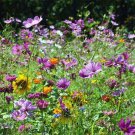 Wildflower Mix Butterfly & Hummingbird Heirloom Flowers A Nongmo 1000 Seeds Seeds Fresh For Garden