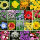 Wildflower Mix The Bees Knees Heirloom 18 Species Pollinators Nongmo 1000 Seeds Fresh For Garden Wildflower Mix The Bees Knees Heirloom 18 Species Pollinators Nongmo 1000 Seeds Fresh For Garden