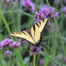 Verbena Bonariensis Purpletop Vervain Tender Perennial Purple Nongmo 500 Seeds Fresh For Garden