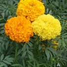 Marigold African Crackerjack Mix Dia De Los Muertos Heirloom Nongmo 250 Seeds Fresh For Garden Marigold African Crackerjack Mix Dia De Los Muertos Heirloom Nongmo 250 Seeds Fresh For Garden