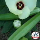 Okra Clemson Spineless 80 Heirloom Edible Tall Aas Winner A Nongmo 60 Seeds Fresh For Garden