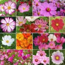 Cosmos Crazy For Cosmos Mix Loves Heat Pollinators Heirloom Nongmo 200 Seeds Fresh For Garden