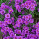 New England Aster Purple Perennial Heirloom Fall Planting A Nongmo 500 Seeds Fresh For Garden New England Aster Purple Perennial Heirloom Fall Planting A Nongmo 500 Seeds Fresh For Garden