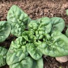 100 Seeds Bloomsdale Spinach Seeds Nongmo For Gardens Fresh For Garden