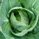 250 Vates Collard Seeds Fresh For Garden