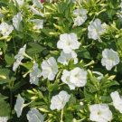 25 Seeds White Four Oclock Seeds Fresh For Garden