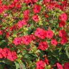 25 Seeds Red Four Oclock Seeds Fresh For Garden 25 Seeds Red Four Oclock Seeds Fresh For Garden