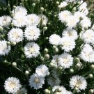 250 Seeds Tall White Bachelor Button Seeds Cornflower Fresh For Garden 250 Seeds Tall White Bachelor Button Seeds Cornflower Fresh For Garden