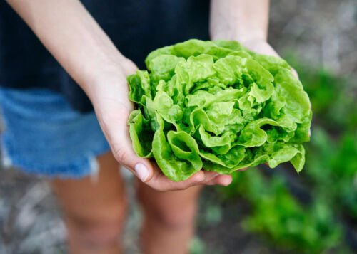 800 Seeds Tom Thumb Leaf Lettuce Seeds For Gardens Fresh For Garden