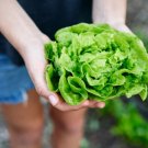 800 Seeds Tom Thumb Leaf Lettuce Seeds For Gardens Fresh For Garden 800 Seeds Tom Thumb Leaf Lettuce Seeds For Gardens Fresh For Garden