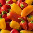 50 Seeds Santa Fe Grande Hot Pepper Seeds Nongmo For Your Garden Fresh For Garden 50 Seeds Santa Fe Grande Hot Pepper Seeds Nongmo For Your Garden Fresh For Garden