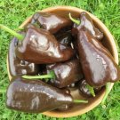 50 Seeds Mulato Isleno Pepper Seeds Nongmo For Your Garden Fresh For Garden 50 Seeds Mulato Isleno Pepper Seeds Nongmo For Your Garden Fresh For Garden