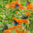 75 Seeds Butterfly Weed Milkweed Seeds Fresh For Garden