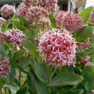 75 Seeds Showy Milkweed Butterfly Weed Seeds Fresh For Garden