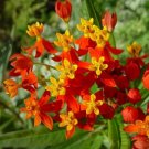 75 Seeds Blood Flower Milkweed Butterfly Weed Seeds Fresh For Garden