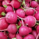 100 Pink Celebration Radish Seeds Nongmo For Garden Fresh For Garden
