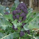 500 Seeds Purple Sprouting Broccolseeds For Your Garden Fresh For Garden