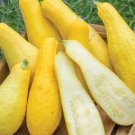 20 Seeds Prolific Straightneck Summer Squash For Gardens Fresh For Garden