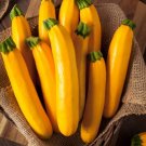 20 Seeds Golden Zucchinsummer Squash For Gardens Fresh For Garden
