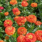 250 Seeds Orange King Zinnia Seeds Non Gmo Fresh For Garden
