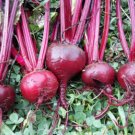 750 Bulls Blood Beet Seeds For Gardens Fresh For Garden