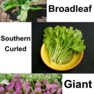 500 Gourmet Mtard Blend Seeds Nongmo For Gardens Fresh For Garden