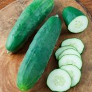 50 Straight 8 Cucumber Seeds Nongmo For Gardens Fresh For Garden 50 Straight 8 Cucumber Seeds Nongmo For Gardens Fresh For Garden