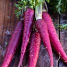 350 Cosmic Purple Carrot Seeds Nongmo For Gardens Fresh For Garden