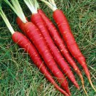 350 Atomic Red Carrot Seeds Nongmo For Gardens Fresh For Garden