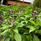 150 Thabasil Seeds For Gardens Ships Quick Fresh For Garden 150 Thabasil Seeds For Gardens Ships Quick Fresh For Garden