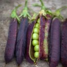 140 Seeds Blue Shelling Pea Seeds Non Gmo For Gardens Fresh For Garden 140 Seeds Blue Shelling Pea Seeds Non Gmo For Gardens Fresh For Garden