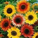 Autumn Beauty Sunflower Mix 100 Seeds For Gardens Fresh For Garden Autumn Beauty Sunflower Mix 100 Seeds For Gardens Fresh For Garden