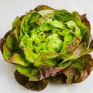 Salad Bowl Leaf Lettuce 2400 Seeds For Gardens Fresh For Garden