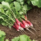 French Breakfast Radish 100 Seeds Nongmo For Gardens Fresh For Garden