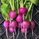 Purple Plum Radish 100 Seeds Nongmo For Gardens Fresh For Garden