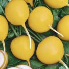 Golden Helios Radish 100 Seeds Nongmo For Gardens Fresh For Garden