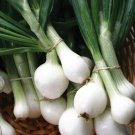 Crystal White Wax Onion 250 Seeds Nongmo For Gardens Fresh For Garden Crystal White Wax Onion 250 Seeds Nongmo For Gardens Fresh For Garden