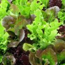 Gourmet Salad Blend Leaf Lettuce 800 Seeds For Gardens Fresh For Garden